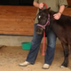 Illustration for article titled This Tiny Horse With a Prosthetic Leg Will Melt Your Cold, Snarky Heart